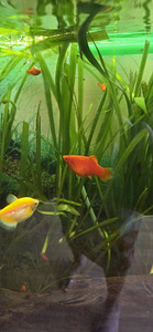 Platid - Xiphophorus maculatus red coral (1 foto / 3)