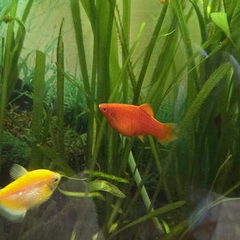 Platid - Xiphophorus maculatus red coral