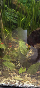 Platid - Xiphophorus maculatus red coral (2 foto / 3)