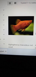 Platid - Xiphophorus maculatus red coral (3 foto / 3)
