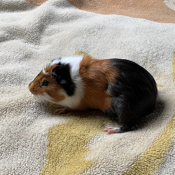 Merisiga