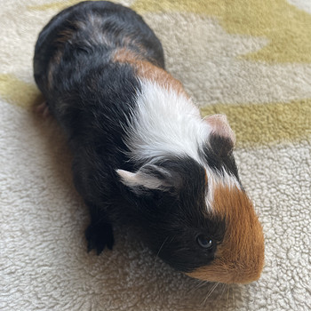 Merisiga