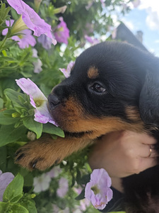 ROTTWEILERI kutsikas – sugupuuga isane. (5 foto / 6)