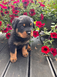 ROTTWEILERI kutsikas – sugupuuga isane. (6 foto / 6)