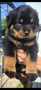 ROTTWEILERI kutsikas – sugupuuga isane. (1 foto / 6)
