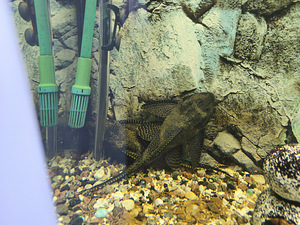 Juvel akvaarium (2 foto / 6)