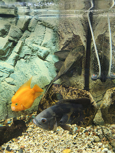 Juvel akvaarium (3 foto / 6)