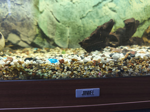 Juvel akvaarium (5 foto / 6)