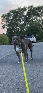 American bully narttu (1 valokuva sivusta 2)