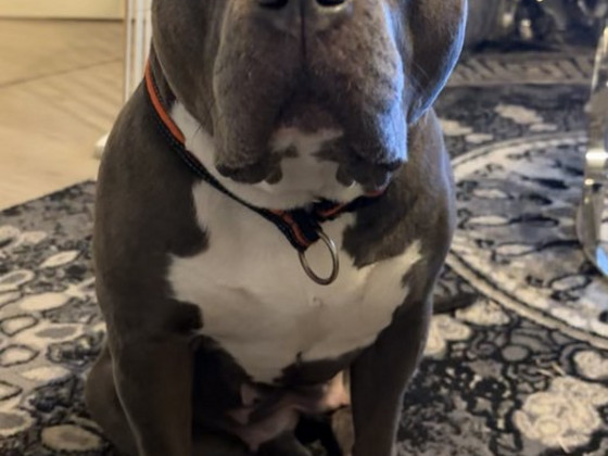 American bully narttu