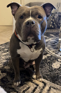 American bully narttu (2 valokuva sivusta 2)
