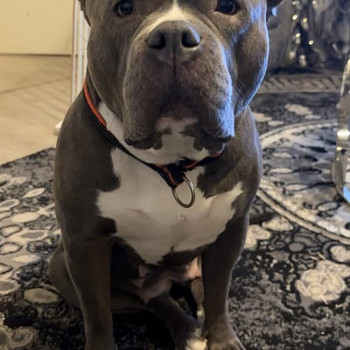 American bully narttu