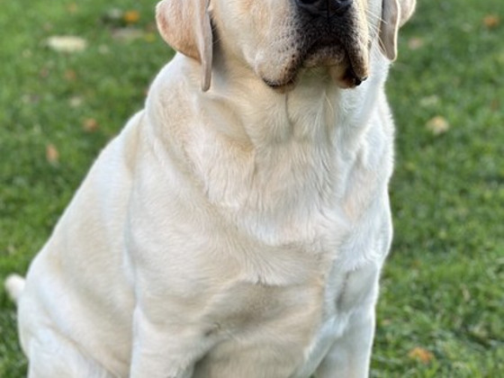 Labrador otsib pruuti