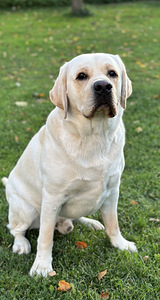 Labrador otsib pruuti (1 foto / 1)