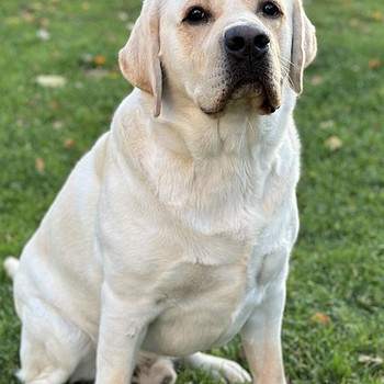 Labrador otsib pruuti