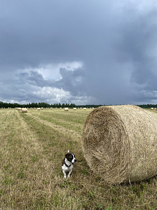 Сено (1 фото из 1)