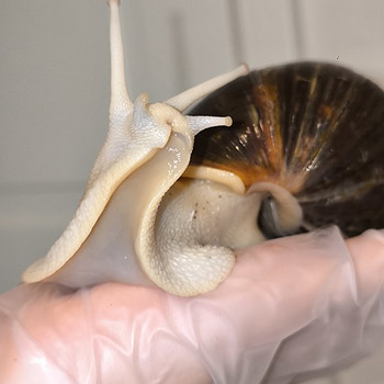 Achatina/archachatina
