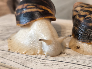 Achatina/archachatina (4 foto / 9)