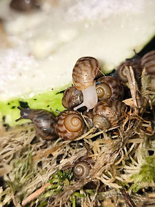 Achatina/archachatina (7 foto / 9)