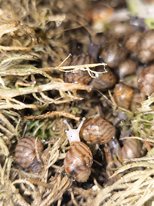 Achatina/archachatina (6 foto / 9)