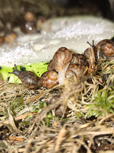 Achatina/archachatina (5 foto / 9)