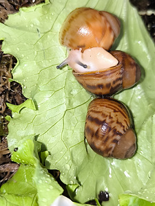Achatina/archachatina (9 foto / 9)
