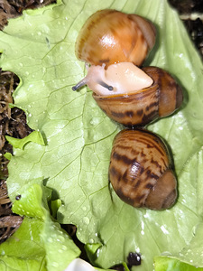 Achatina/archachatina (8 foto / 9)