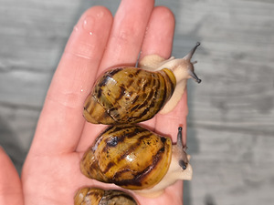 Achatina/archachatina (2 foto / 9)