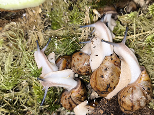 Achatina/archachatina (3 foto / 9)