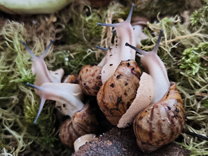 Achatina/archachatina (1 foto / 9)