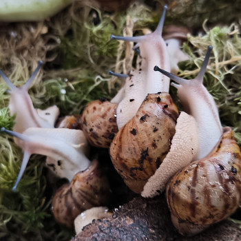 Achatina/archachatina