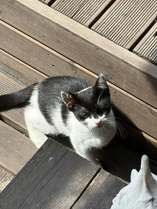 Kassipojad (1 foto / 10)
