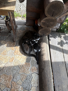 Kassipojad (10 foto / 10)