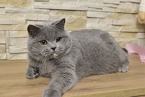Британская кошка (1 фото из 3)