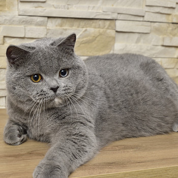Британская кошка