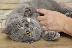 Британская кошка (2 фото из 3)