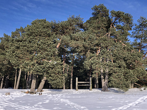Lohusalu tee 100, Lohusalu, Lääne-Harju vald, Harjumaa (8 foto / 29)