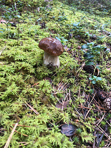 Lohusalu tee 100, Lohusalu, Lääne-Harju vald, Harjumaa (18 foto / 29)