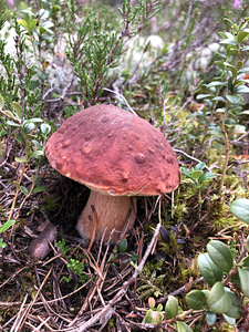 Lohusalu tee 100, Lohusalu, Lääne-Harju vald, Harjumaa (24 foto / 29)