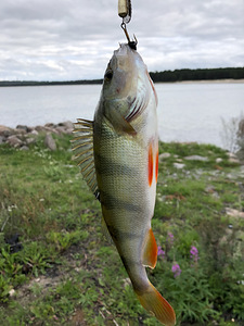 Lohusalu tee 100, Lohusalu, Lääne-Harju vald, Harjumaa (22 foto / 29)