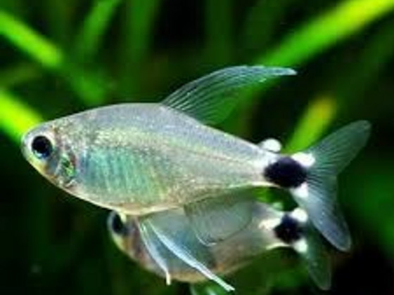 Tetra elahhis (Hyphessobrycon elachys)