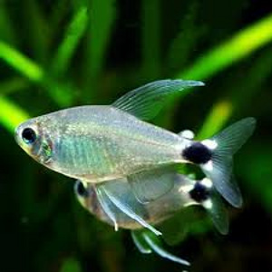 Tetra elahhis (Hyphessobrycon elachys) (1 foto / 1)