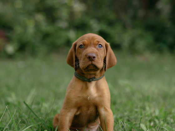 Vizsla / Ungari lühikarvalise linnukoera kutsikad