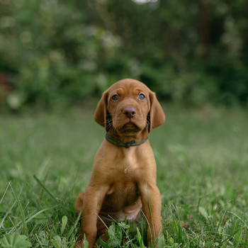 Vizsla / Ungari lühikarvalise linnukoera kutsikad