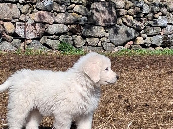 Maremma-Abruzzi lambakoer