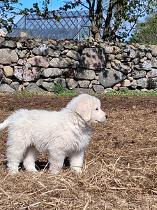 Maremma-Abruzzi lambakoer (1 foto / 6)