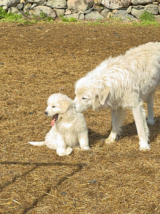 Maremma-Abruzzi lambakoer (2 foto / 6)