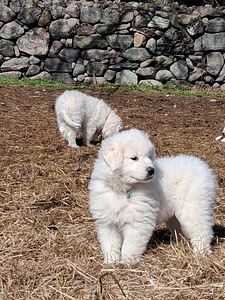 Maremma-Abruzzi lambakoer (3 foto / 6)