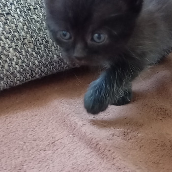 Котята британцы