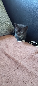 Котята британцы (3 фото из 9)